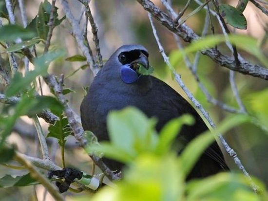 ティリティリマタンギ島1日ツアー　野鳥の楽園でバードウォッチングとハイキングを満喫！＜日本語ガイド／オークランド発＞