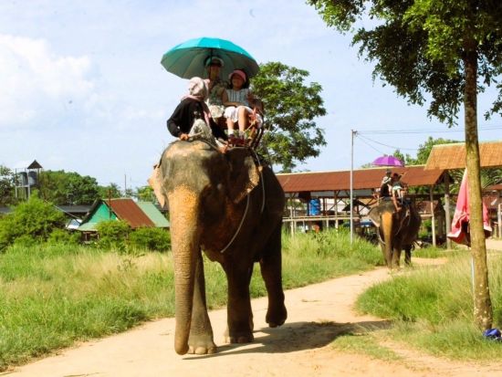 プーケット島半日観光ツアー　象乗り体験＋話題の蓮カフェ＋プーケットタウンを満喫 ＜午前／貸切／日本語ガイド＞
