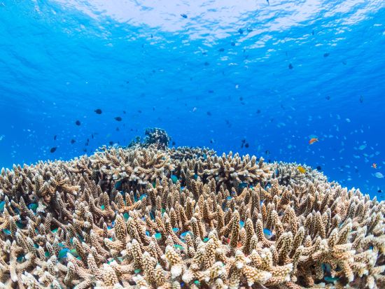 百合ヶ浜 上陸＋ウミガメ＆赤崎サンゴの森シュノーケリング半日ツアー　3歳～参加可能 ＜約3時間／大金久海岸発＞ by タンディーマリン