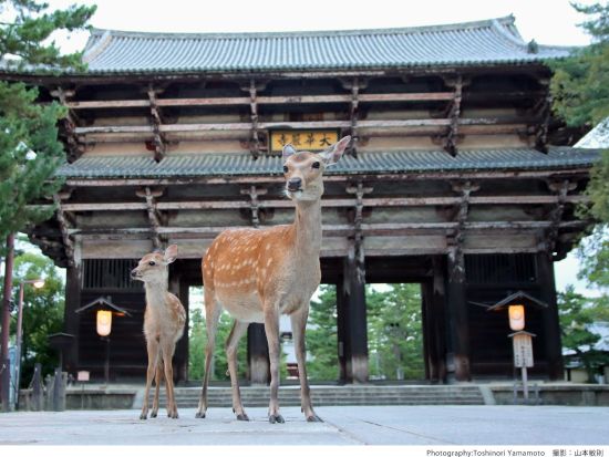 【多言語ツアー】パーフェクト奈良公園ツアー 東大寺＋春日大社＋若草山へご案内＜英語ガイド／午後／奈良＞