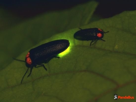 蛍鑑賞クルーズツアー　クアラセランゴール川クルーズ＋海鮮中華＜夕食付／日本語ガイド＞