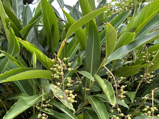 月桃アクセサリー作り体験 沖縄ならではのお土産を手作り 自分だけのピアスやチャームを作成＜1時間／沖縄本島北部＞