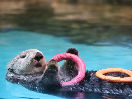 九州FunPASS 福岡、大分、熊本旅行に便利！観光スポットとローカルグルメを堪能する旅＜お得なクーポン付き／14日間＞