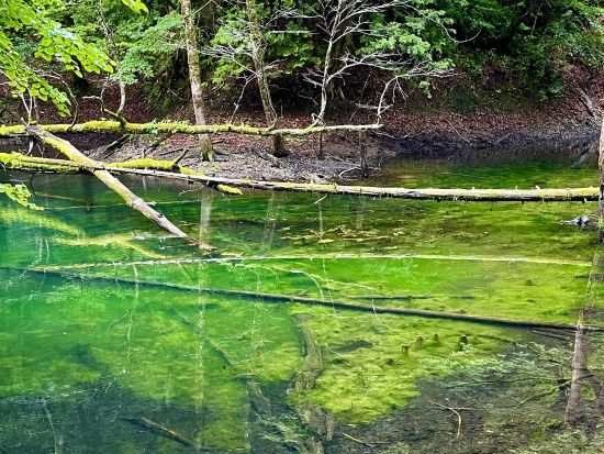 十二湖ネイチャーツアー 世界自然遺産白神山地に位置する神秘的な湖を現地ガイドと巡るコース＜4月～11月／深浦町＞