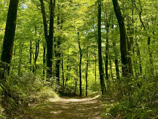 十二湖ネイチャーツアー 世界自然遺産白神山地に位置する神秘的な湖を現地ガイドと巡るコース＜4月～11月／深浦町＞
