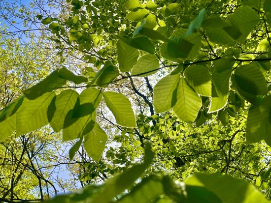 十二湖ネイチャーツアー 世界自然遺産白神山地に位置する神秘的な湖を現地ガイドと巡るコース＜4月～11月／深浦町＞