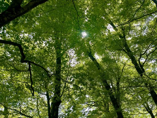 十二湖ネイチャーツアー 世界自然遺産白神山地に位置する神秘的な湖を現地ガイドと巡るコース＜4月～11月／深浦町＞