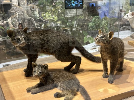 世界自然遺産　西表島と水牛車で行く由布島　のんびり満喫コース＜昼食付/石垣島発