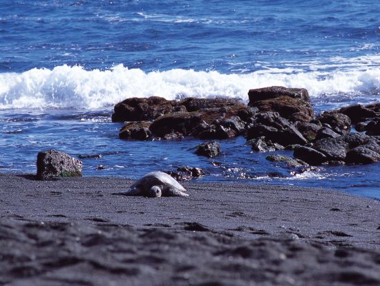 ハワイ島 世界遺産キラウエア火山日帰りツアー　昼のハレマウマウ火口＆黒砂海岸 ＜昼食付き／日本語ガイド＞