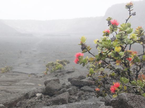 ハワイ島 世界遺産キラウエア火山日帰りツアー　昼のハレマウマウ火口＆黒砂海岸 ＜昼食付き／日本語ガイド＞