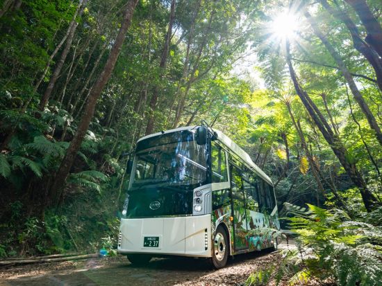 【ゆいゆい国頭発】EVバス「やんばる黄金（くがに）号」で巡るエコツアー！やんばるの森をガイド付きでご案内 ＜ランチ付プランあり／4歳～OK／沖縄北部＞