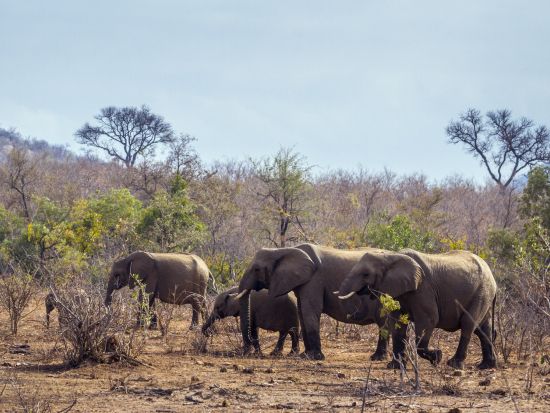 【ケープタウン発着 2泊3日】往復フライト付き クルーガー国立公園+パノラマルート＜混載／英語／市内or空港送迎＞