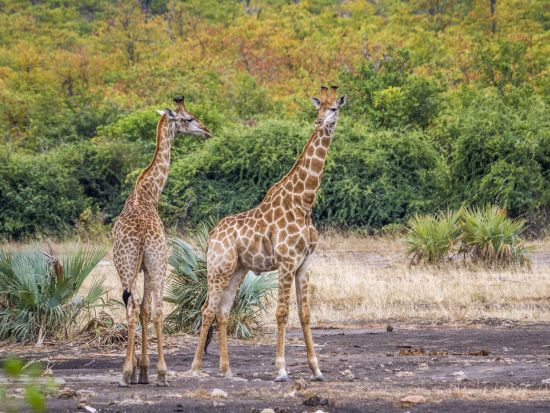 1泊2日 南アフリカサファリツアー クルーガー国立公園観光 往復フライト付＜ケープタウン発着／英語＞