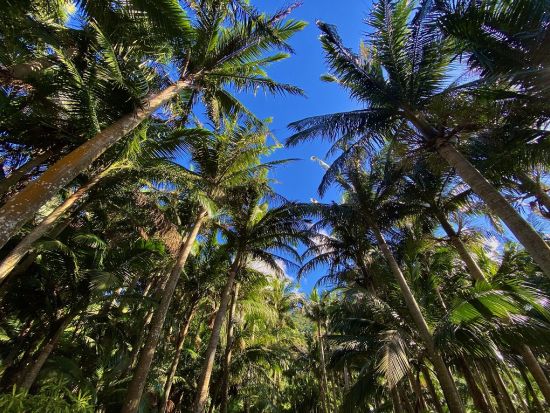 石垣島一周定期観光バス　川平湾や玉取崎展望台など島の名所をバスガイドの案内でひと巡り！眺めの良いレストランでランチ付き！＜空港途中降車可／石垣島＞