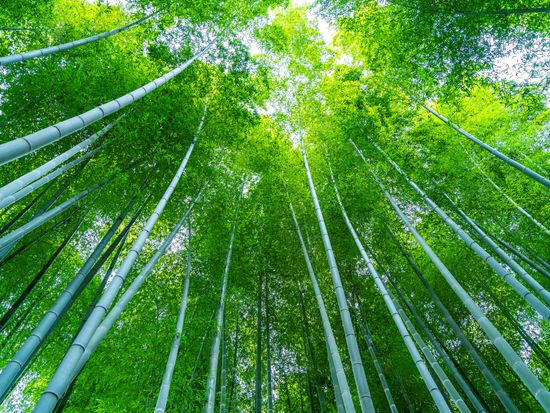 Kamakura_Eishoji_Bamboo_pixta_70480222_XL