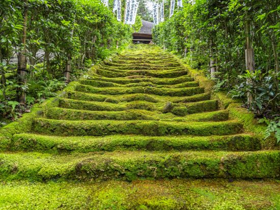 鎌倉Vlog撮影ツアー　鎌倉の奥深き美を未体験映像で彩る至福の旅＜9時間／動画2本＞