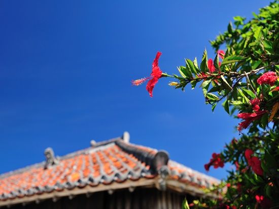 竹富集落ハイビスカス