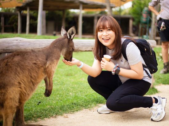 世界遺産ブルーマウンテンズ1日ツアー　シドニー動物園＋ルーラ＋エコーポイント展望台＋シーニックワールドを訪問！＜日本語ガイド／シドニー発＞
