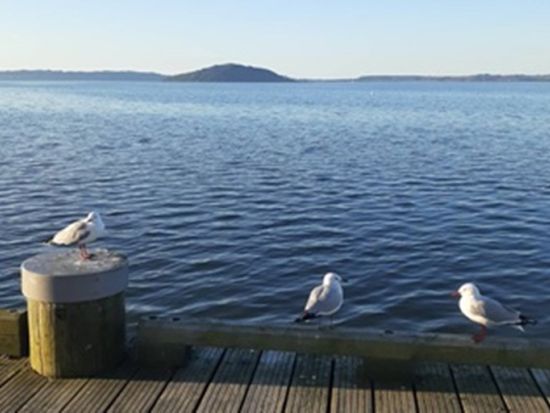 【空港送迎】オークランド空港 ⇒ ロトルア市内　ロトルア市内の観光地も簡単にご案内 ＜日本語ガイド＞