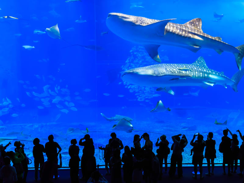 美ら海水族館