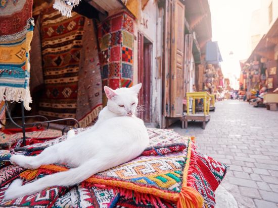 【空港送迎】フェズ空港⇔フェズ市内　貸切専用車で快適移動！＜1～5名／英語ドライバー＞*1台あたり料金