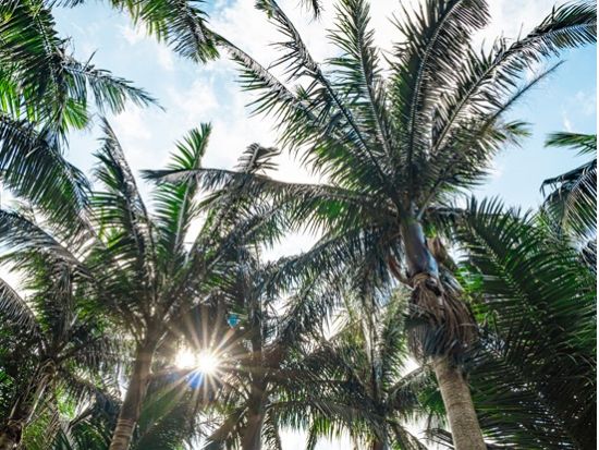 貸切観光タクシー 最短2時間から石垣島を満喫 絶景スポットを巡るタクシーツアー＜2時間～6時間／送迎／石垣島＞