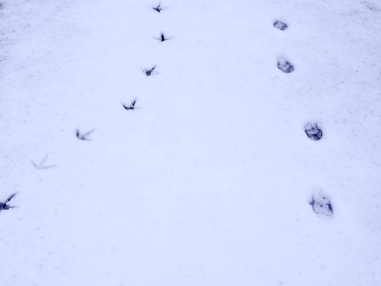 IMGP2340のコピー