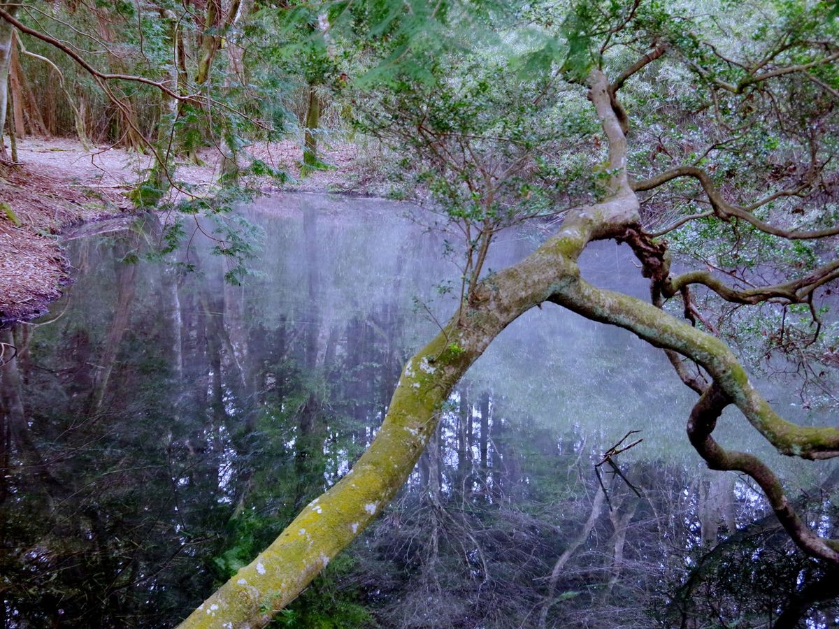 Stroll Hidden Trails in Hakone to a Secret Pond