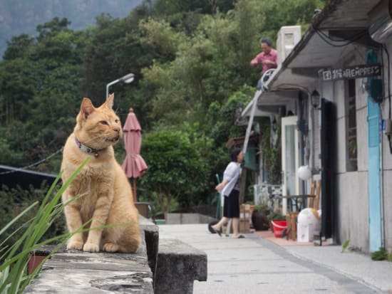 九份＆十分観光ツアー　猫村として人気の猴硐も訪問  ＜日本語ガイド＞