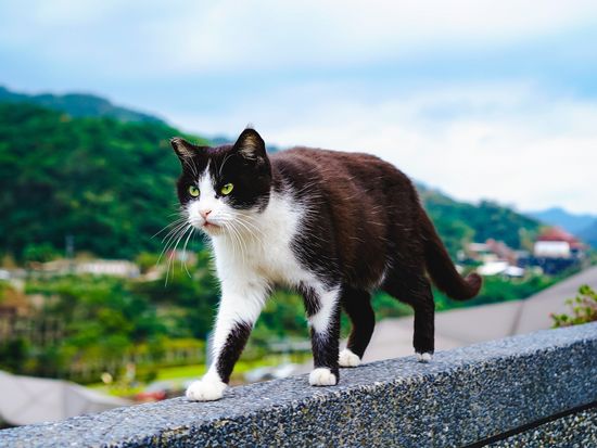 Taiwan_New Taipei_Houtong Cat Village_shutterstock_1352382329