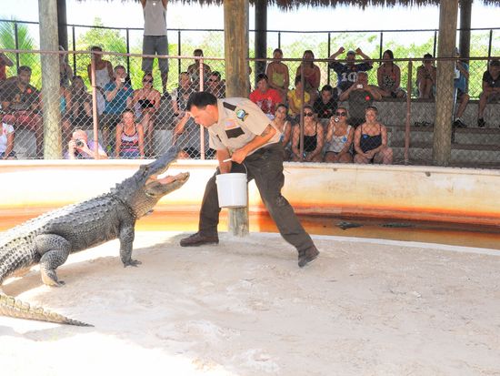 safari-gator-show (1)