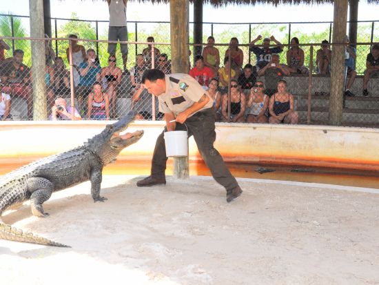 エバーグレーズ湿地帯 半日ツアー　エアボート乗船＆サファリパーク観光