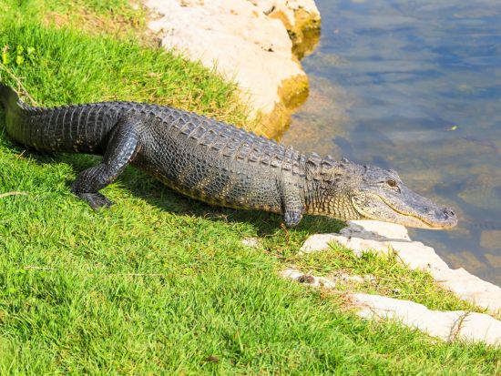 世界遺産 エバーグレーズ国立公園　エアボート乗船＆アリゲーターショー鑑賞ツアー ＜半日／日本語ドライバーガイド＞