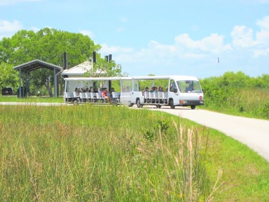 世界遺産 エバーグレーズ国立公園　エアボート乗船＆アリデーターショー鑑賞＆トラムツアー＆展望台立ち寄り ＜1日／11～4月／日本語ドライバーガイド＞