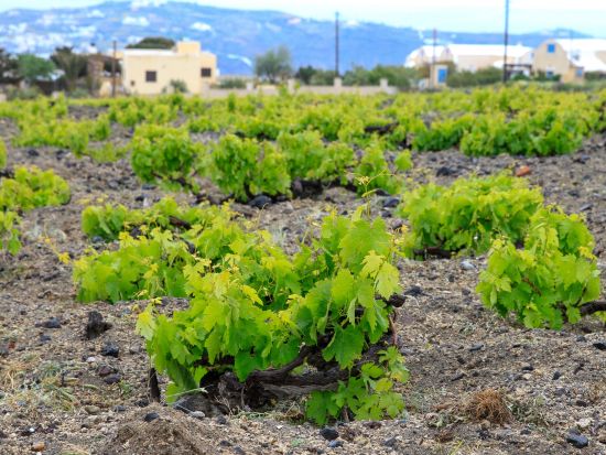 サントリーニ島 ワイナリー巡り半日ツアー　ワイナリー3軒訪問＋試飲付き＜英語／5～10月／サントリーニ島発＞