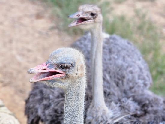 クアラルンプール発エコサファリ　バギーライド＆動物ふれあいツアー　マレーシア料理の昼食+伝統デザート作り体験付 ＜日本語ガイド／ホテル送迎付き＞ 