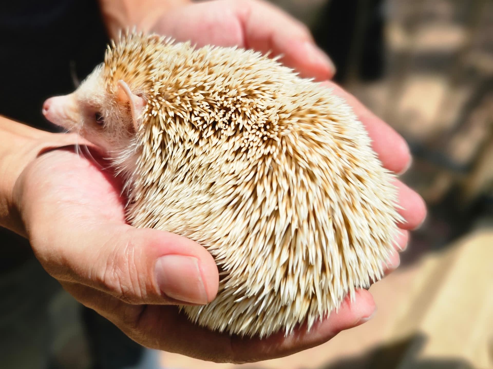 オランウータン/動物ツアー | マレーシアの観光・ツアーの予約 VELTRA(ベルトラ)