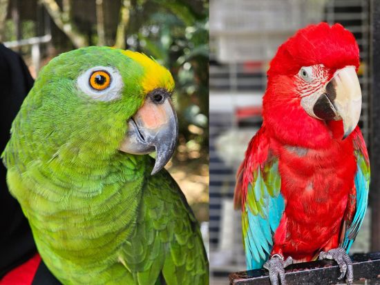 クアラルンプール発エコサファリ　バギーライド＆動物ふれあいツアー　マレーシア料理の昼食+伝統デザート作り体験付 ＜日本語ガイド／ホテル送迎付き＞ 