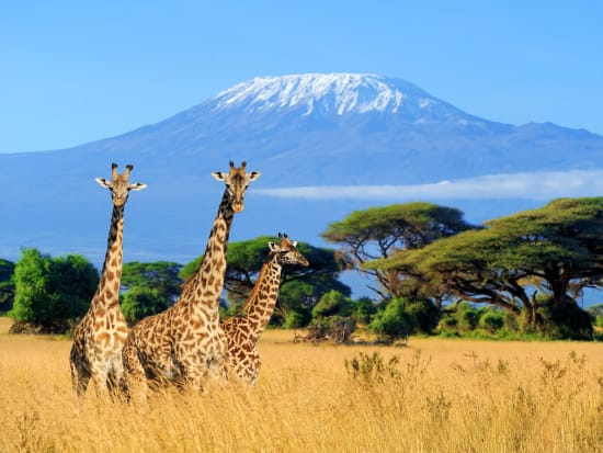 Africa_Kenya_Amboseli National Park_shutterstock_662889487