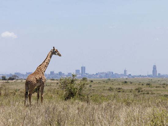 Kenya_Nairobi_National Park_Giraffe_shutterstock_300380582
