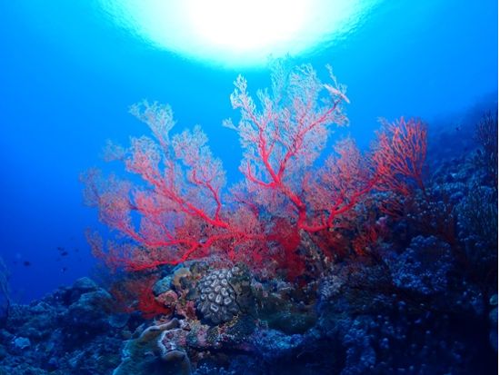 慶良間ファンダイビング 透明度抜群のケラマで色々な生物に会いに行こう！ 器材レンタル無料＜1日／2～3DIVE／那覇市内送迎無料／那覇発＞