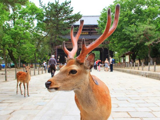 京都・奈良日帰りツアー 清水寺＋伏見稲荷大社＋奈良公園へご案内＜京都駅発・大阪着／日本語・中国語or英語＞