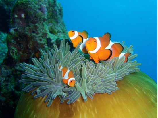 慶良間体験ダイビング＋シュノーケリングコース 沖縄の絶景海中世界を満喫 写真プレゼントあり＜1日／1～2DIVE／那覇市内送迎無料／那覇発＞