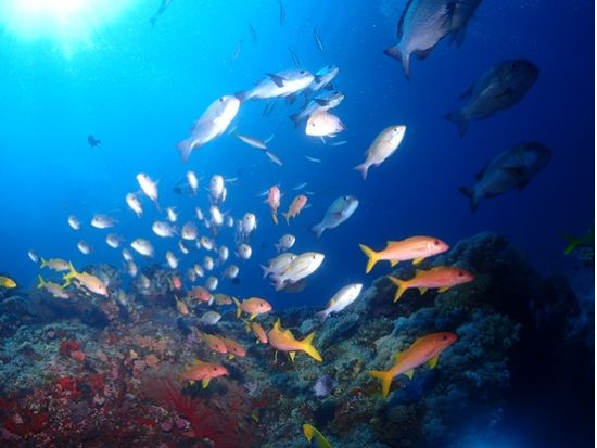 慶良間体験ダイビング＋シュノーケリングコース 沖縄の絶景海中世界を満喫 写真プレゼントあり＜1日／1～2DIVE／那覇市内送迎無料／那覇発＞