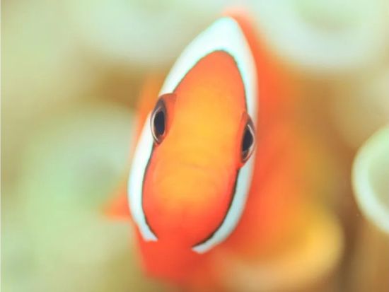 熱帯魚＆サンゴ礁シュノーケル ボートで楽々移動♪ 沖縄の海を存分に楽しむ＜1～2時間／沖縄本島＞