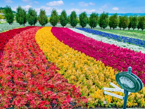札幌発 富良野・美瑛 日帰りバスツアー ファーム富田＋四季彩の丘 メロン食べ放題付きプランあり！＜6～9月／昼食付／1名から催行／札幌市内発着＞