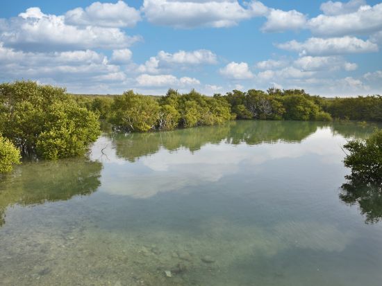 【貸切】カヤックツアー パープル・アイランドのマングローブ林を探索＜半日／英語／往復送迎／空港送迎可／ドーハ発／トランジット利用可＞