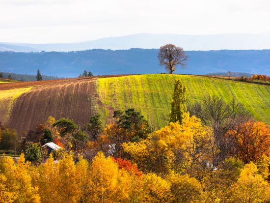 送迎タクシープラン 旭川市内⇔富良野市内 目的地への移動に便利 早朝深夜プランもあり＜最大9名／通年／旭川市内・富良野市内発着＞