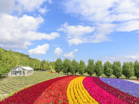 札幌発 日帰りバスツアー 旭山動物園＋青い池＋ファーム富田etc. 昼食は旭山動物園での自由食＜5～6月／1名から催行／札幌市内発着＞