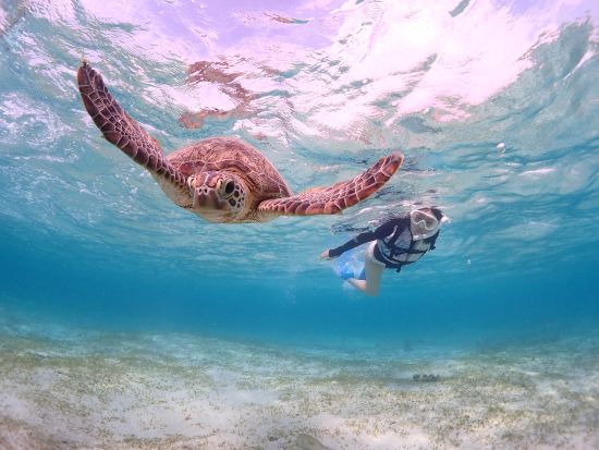 サンライズSUP&貸切ウミガメシュノーケル 1日1組 日の出とともにSUP体験！早朝ビーチで至福のひとときを過ごそう＜撮影データ無料／約2～3時間／宮古島＞